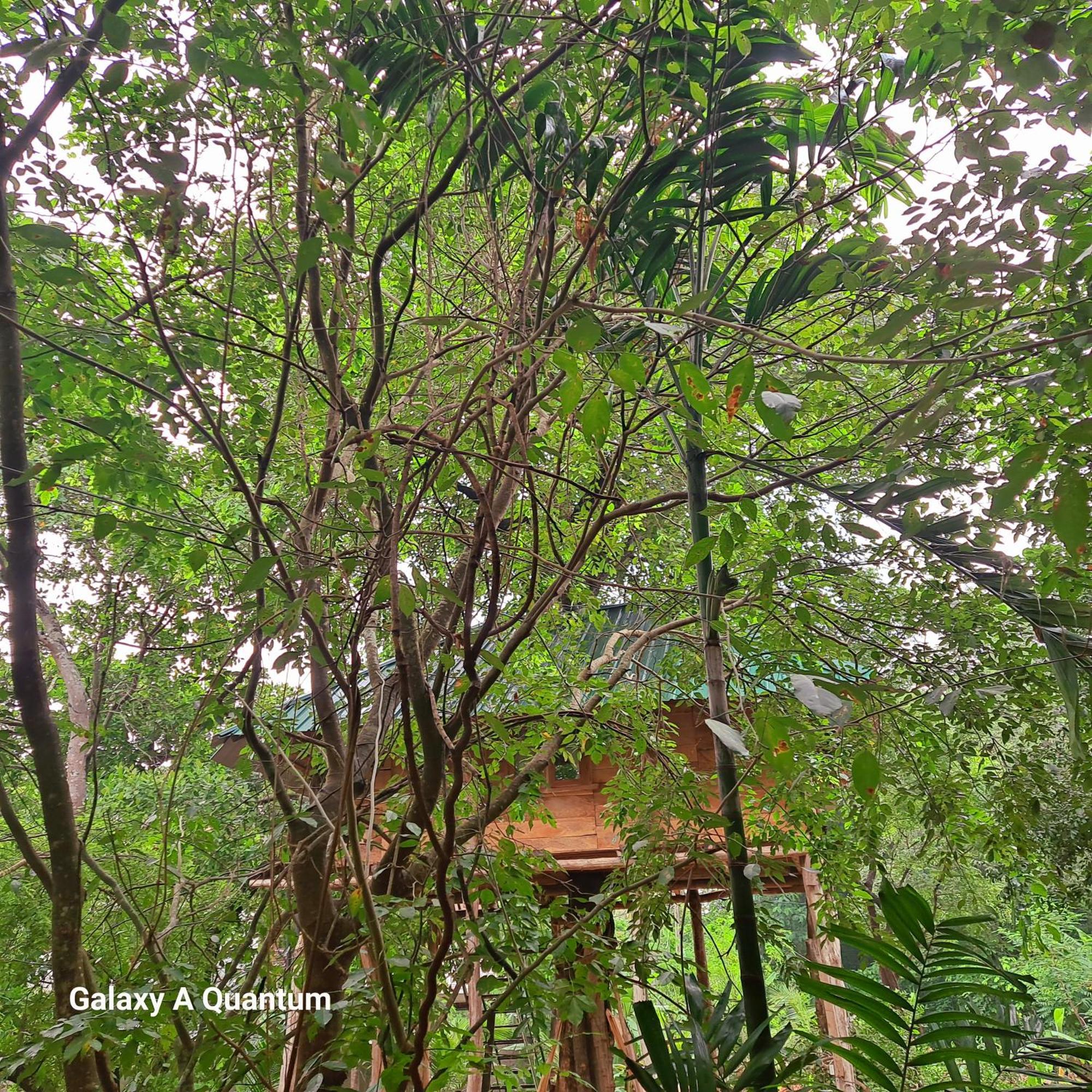 Green Leaf Tree House Dambulla Esterno foto