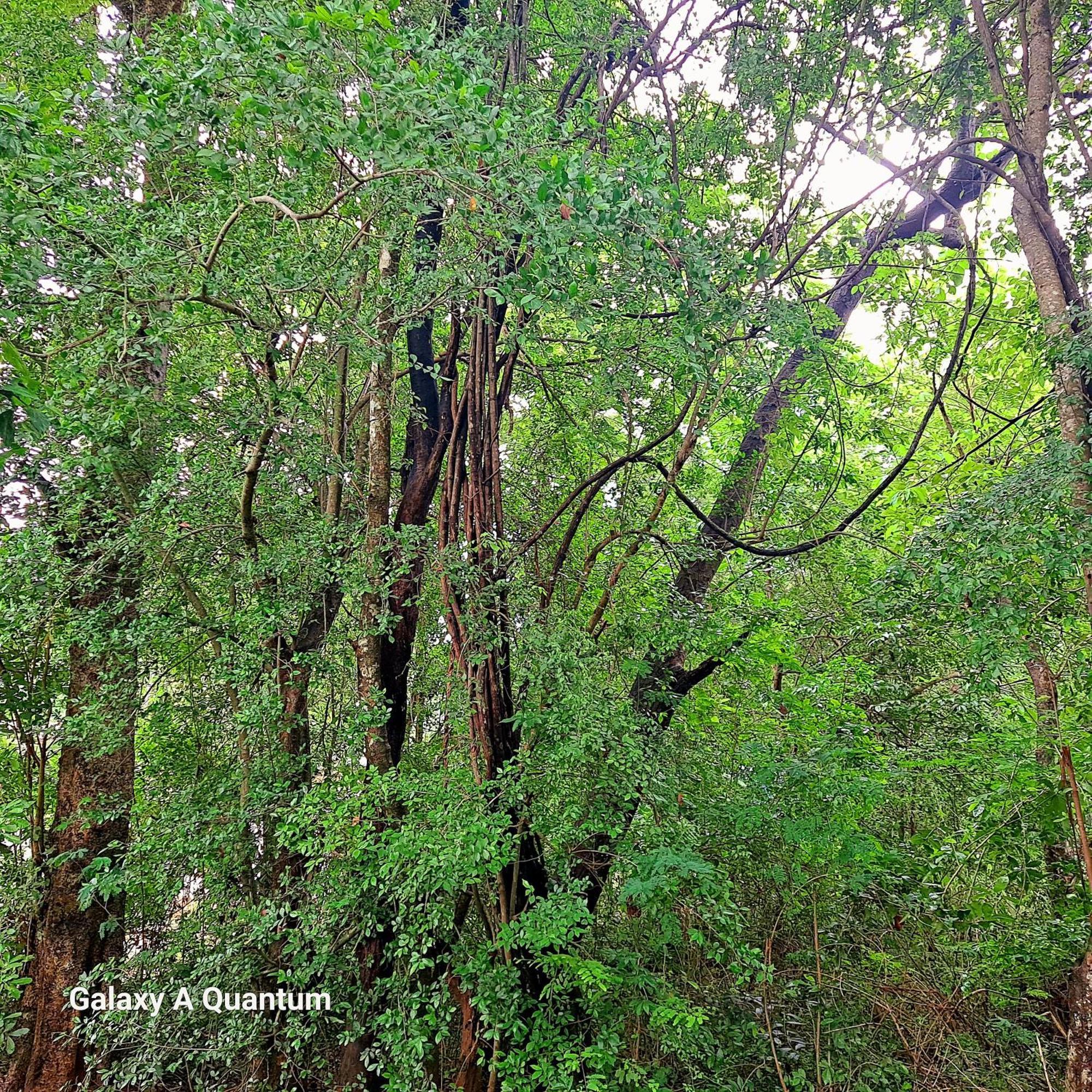 Green Leaf Tree House Dambulla Esterno foto